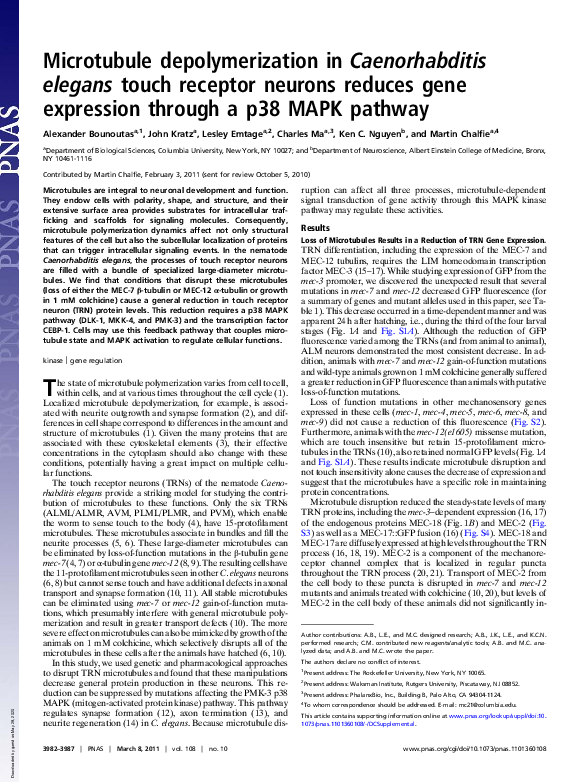 (PDF) Microtubule depolymerization in Caenorhabditis elegans touch ...