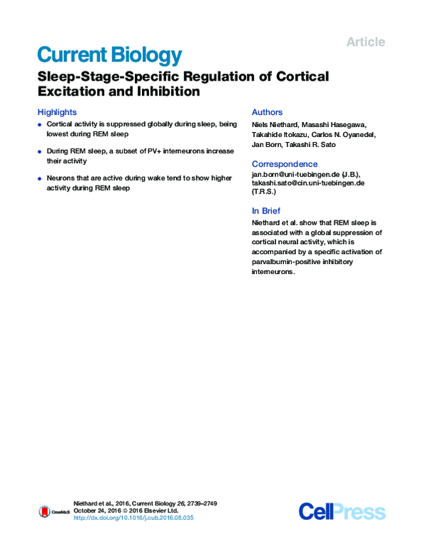 (PDF) Sleep-Stage-Specific Regulation of Cortical Excitation and Inhibition