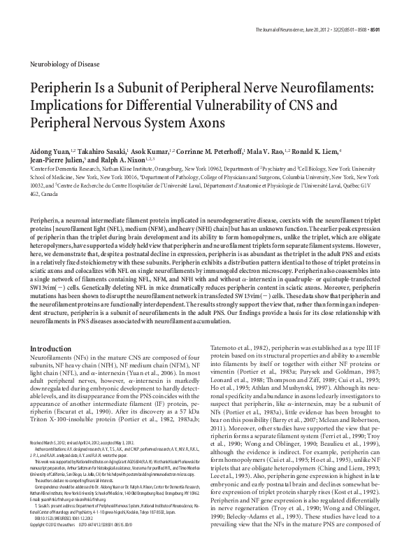 (PDF) Peripherin Is a Subunit of Peripheral Nerve Neurofilaments ...