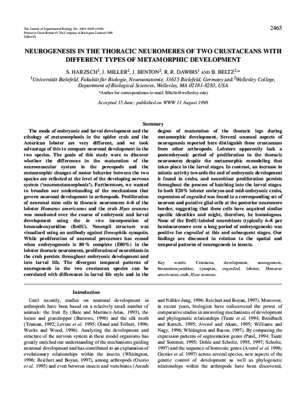 (PDF) Neurogenesis in the thoracic neuromeres of two crustaceans with ...
