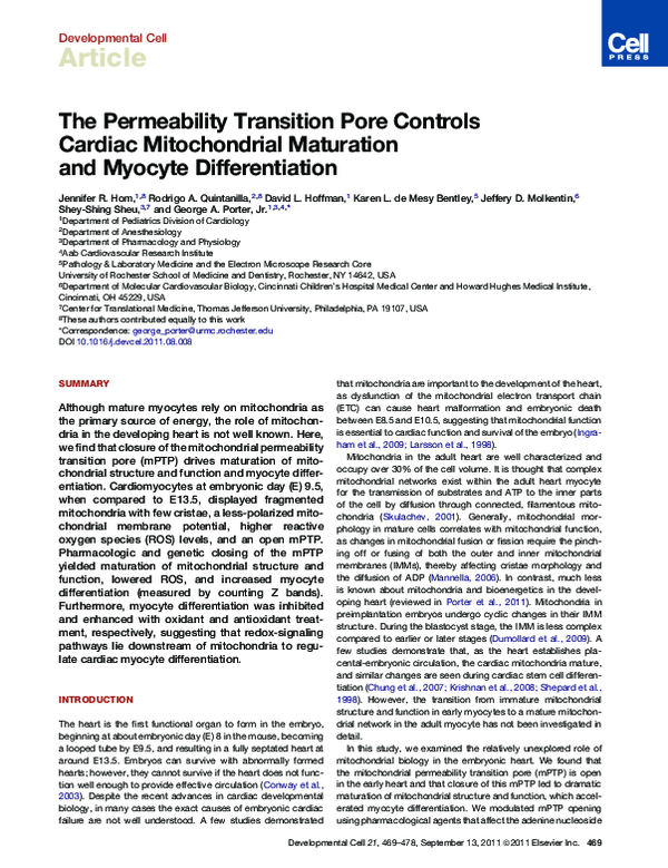(PDF) The Permeability Transition Pore Controls Cardiac Mitochondrial ...