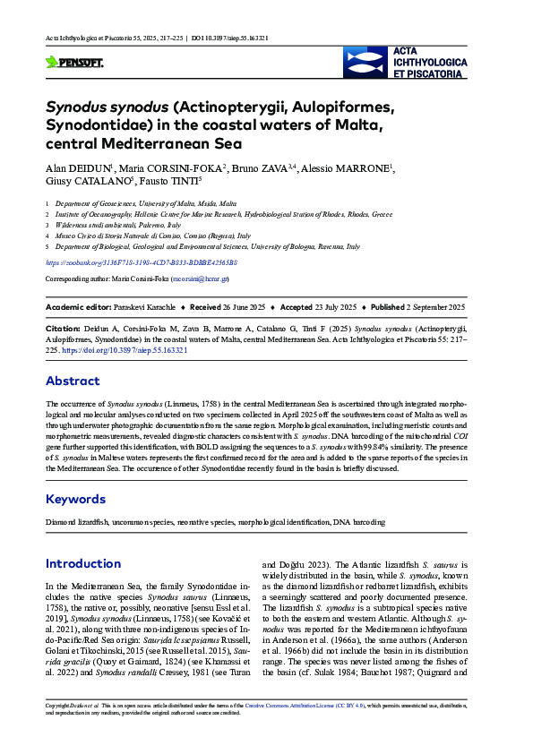 (PDF) Synodus synodus (Actinopterygii, Aulopiformes, Synodontidae) in ...