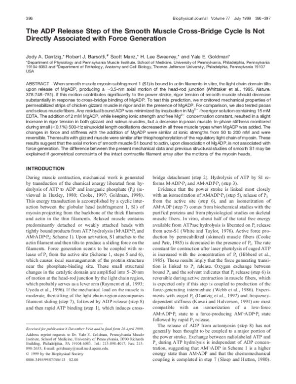 (PDF) The ADP Release Step of the Smooth Muscle Cross-Bridge Cycle Is ...