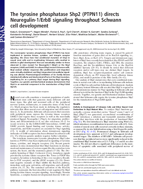 (PDF) The tyrosine phosphatase Shp2 (PTPN11) directs Neuregulin-1/ErbB ...
