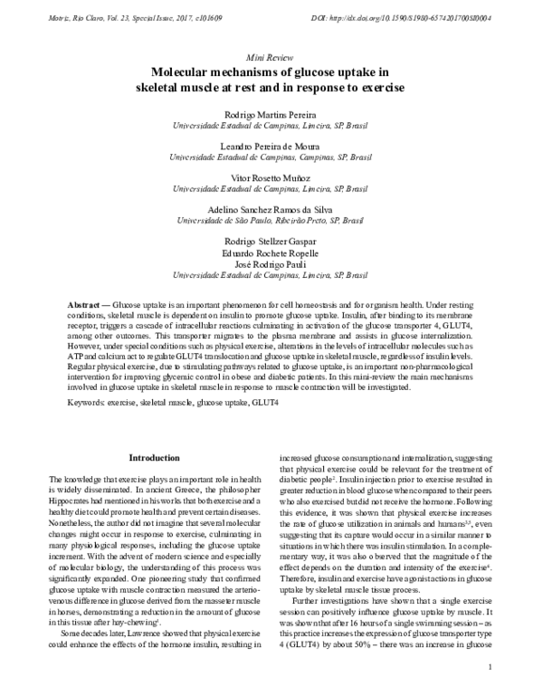 (PDF) Molecular mechanisms of glucose uptake in skeletal muscle at rest ...