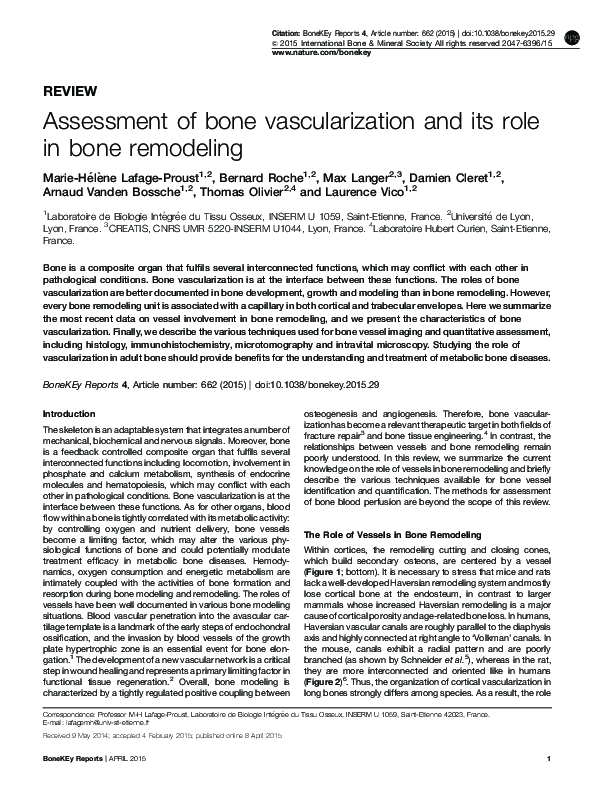(PDF) Assessment of bone vascularization and its role in bone remodeling