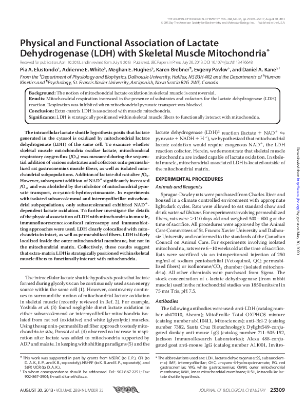 (PDF) Physical and Functional Association of Lactate Dehydrogenase (LDH ...