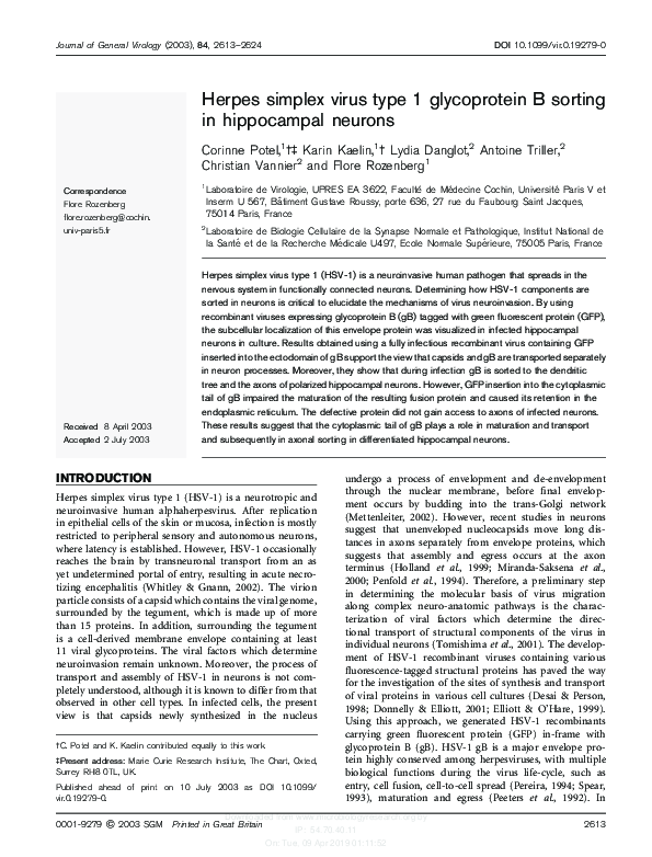 (PDF) Herpes simplex virus type 1 glycoprotein B sorting in hippocampal ...