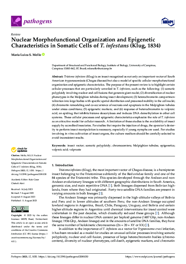 (PDF) Nuclear Morphofunctional Organization and Epigenetic ...