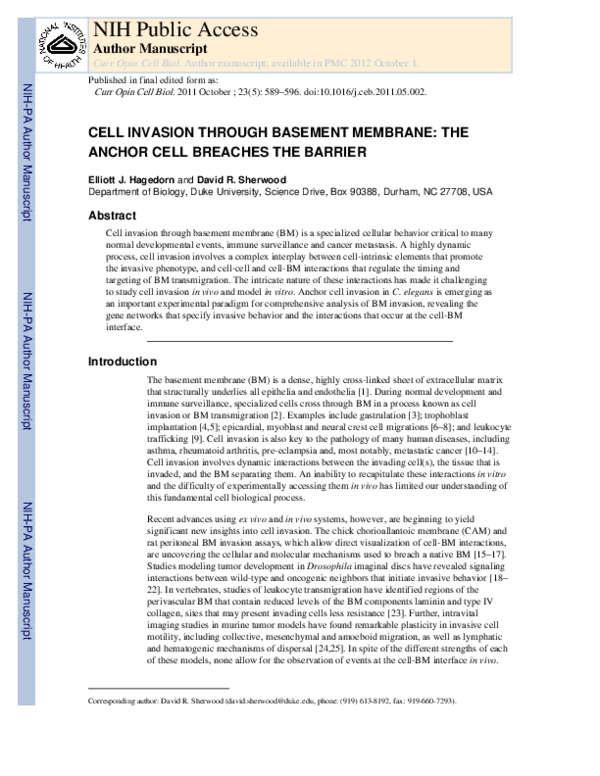 (PDF) Cell invasion through basement membrane: the anchor cell breaches ...