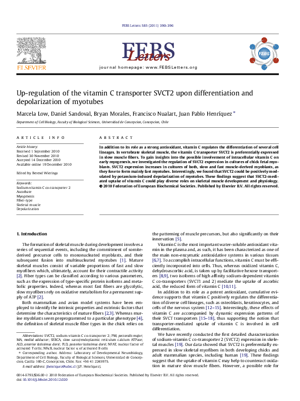 (PDF) Up-regulation of the vitamin C transporter SVCT2 upon ...