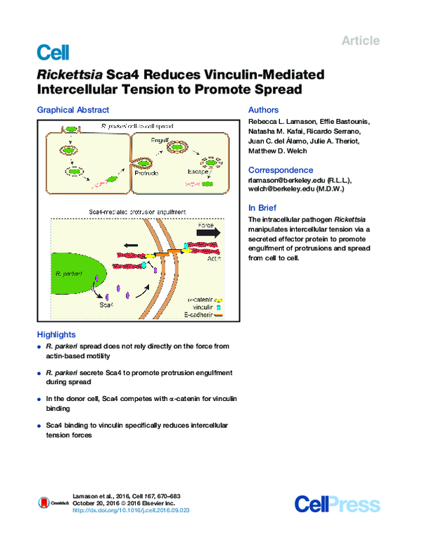 (PDF) Rickettsia Sca4 Reduces Vinculin-Mediated Intercellular Tension ...