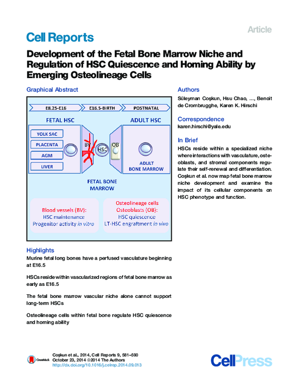 (PDF) Development of the Fetal Bone Marrow Niche and Regulation of HSC ...