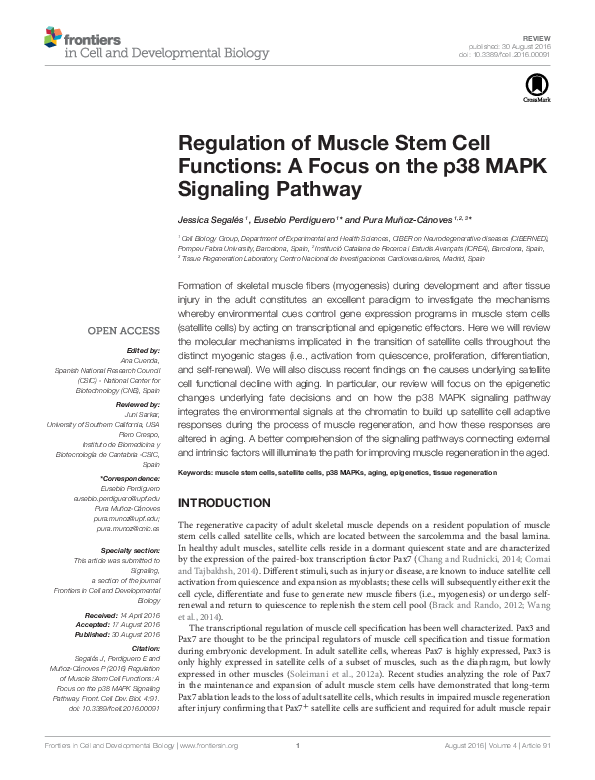 (PDF) Regulation of Muscle Stem Cell Functions: A Focus on the p38 MAPK ...
