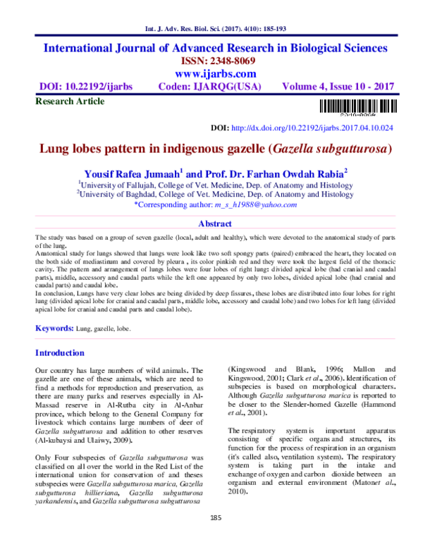 (PDF) Lung lobes pattern in indigenous gazelle (Gazella subgutturosa)