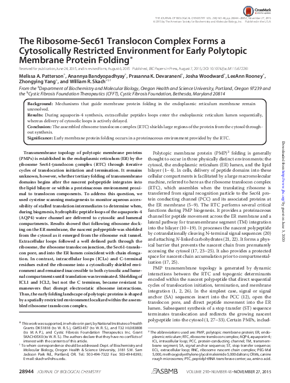 (PDF) The Ribosome-Sec61 Translocon Complex Forms a Cytosolically ...