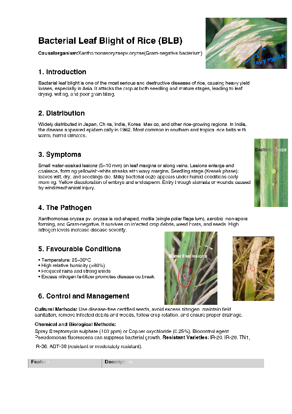 (PDF) Bacterial Leaf Blight of Rice.pdf