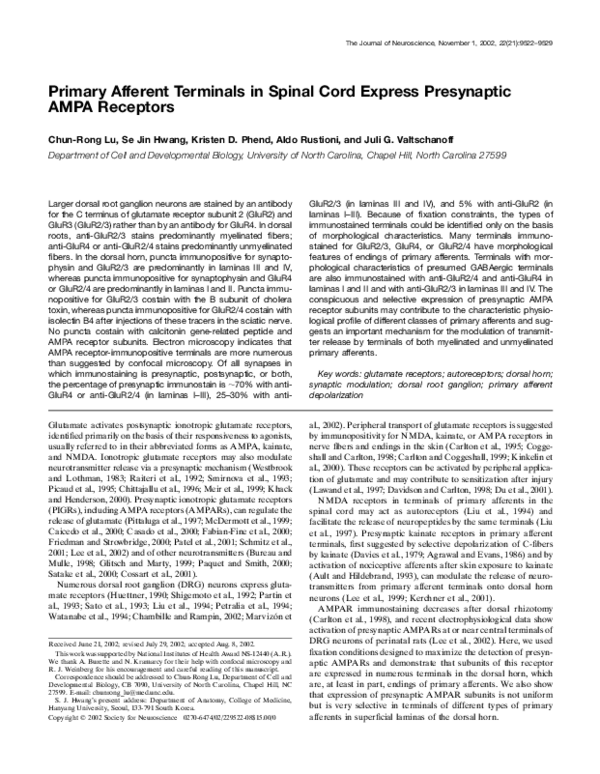 (PDF) Primary Afferent Terminals in Spinal Cord Express Presynaptic ...