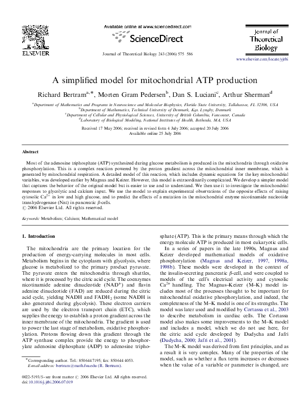 (PDF) A simplified model for mitochondrial ATP production
