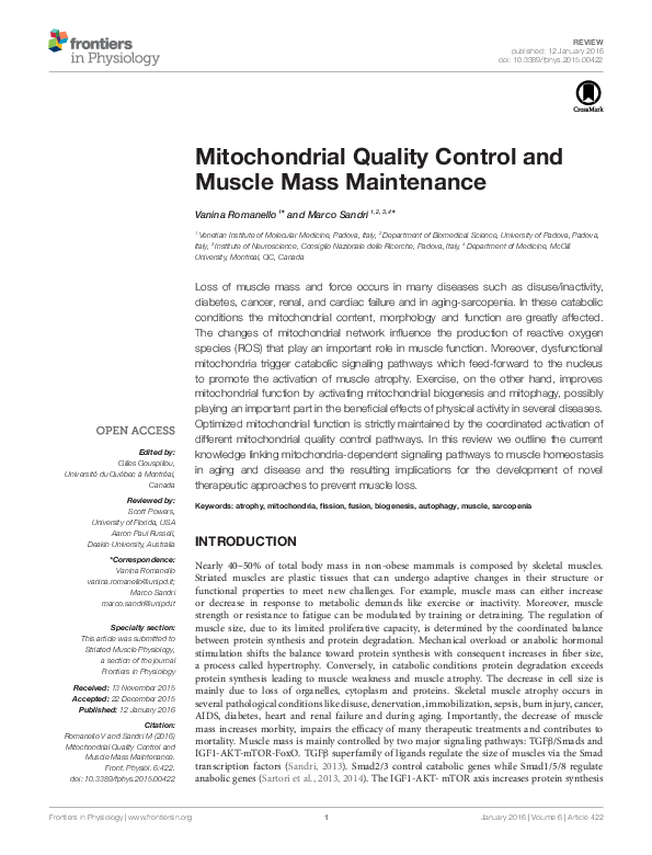 (PDF) Mitochondrial Quality Control and Muscle Mass Maintenance