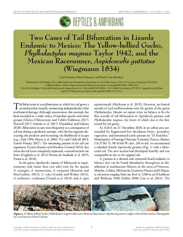 (PDF) Two cases of tail bifurcation in lizards endemic to Mexico ...