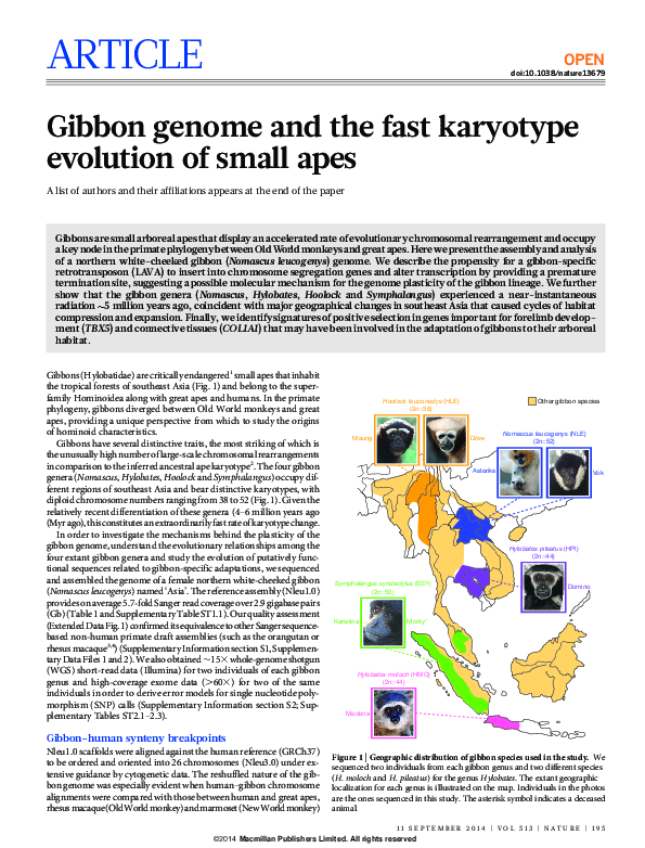 (PDF) Gibbon genome and the fast karyotype evolution of small apes