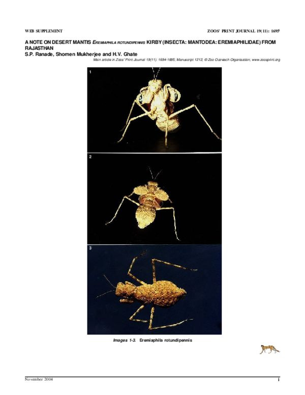 (PDF) A note on desert mantis 1Eremiaphila rotundipennis Kirby (Insecta ...