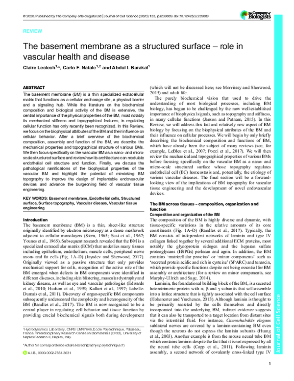 (PDF) The basement membrane as a structured surface – role in vascular ...