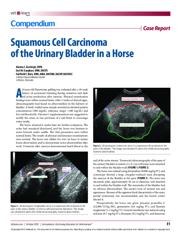 (PDF) Case report: squamous cell carcinoma of the urinary bladder in a ...