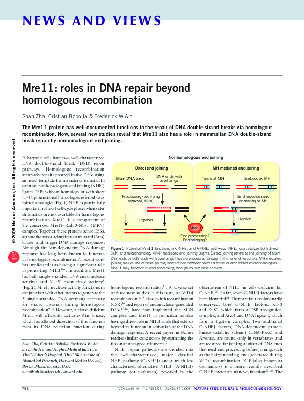 (PDF) Mre11: roles in DNA repair beyond homologous recombination