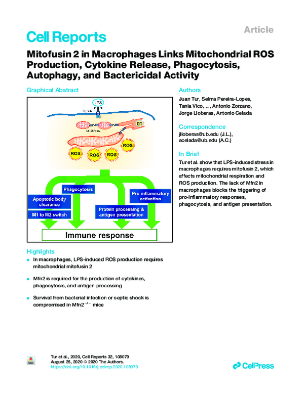 (PDF) Mitofusin 2 in Macrophages Links Mitochondrial ROS Production ...