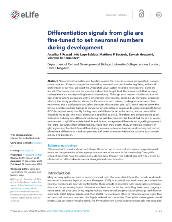 (PDF) Differentiation signals from glia are fine-tuned to set neuronal ...