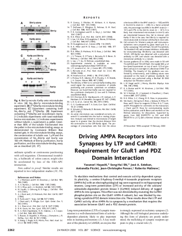 (PDF) Driving AMPA Receptors into Synapses by LTP and CaMKII ...