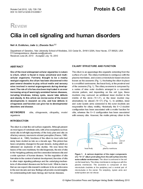(PDF) Cilia in cell signaling and human disorders