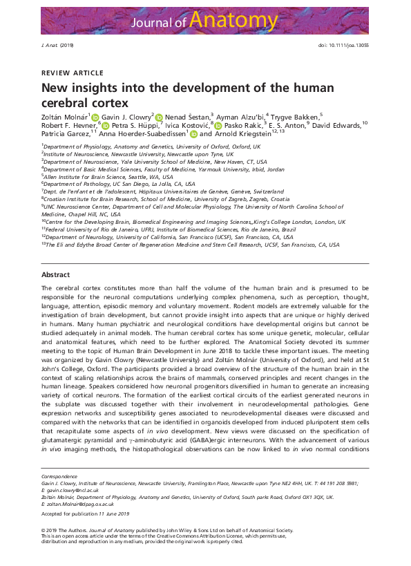 (PDF) New insights into the development of the human cerebral cortex