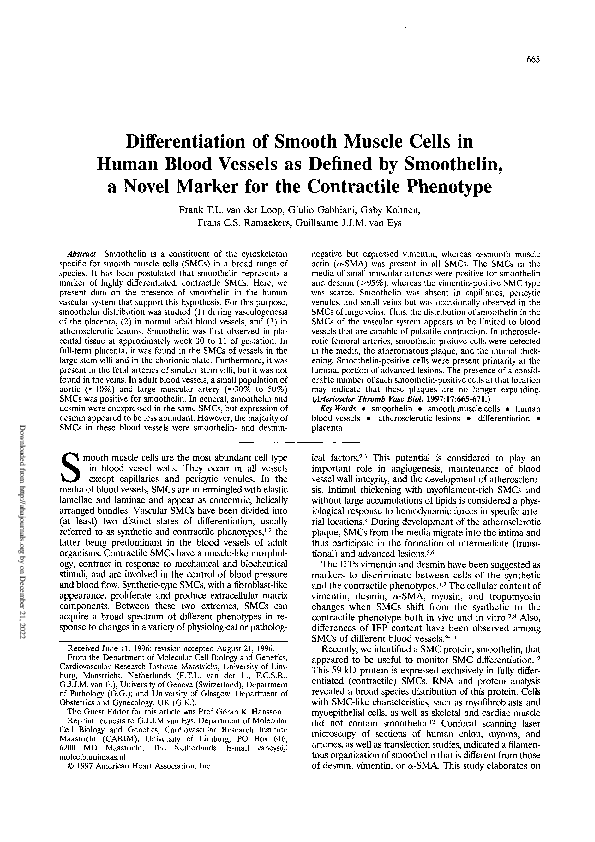 (PDF) Differentiation of Smooth Muscle Cells in Human Blood Vessels as ...