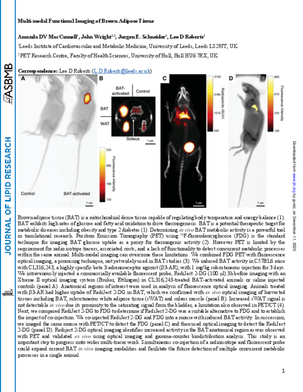 (PDF) Multimodal functional imaging of brown adipose tissue