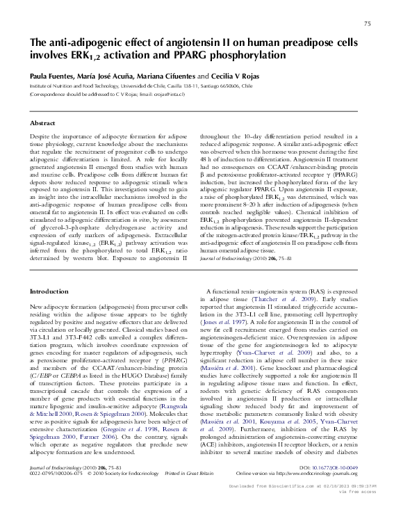 (PDF) The anti-adipogenic effect of angiotensin II on human preadipose ...