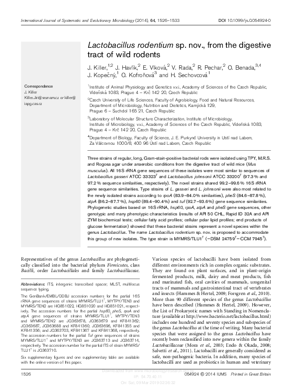 (PDF) Lactobacillus rodentium sp. nov., from the digestive tract of ...
