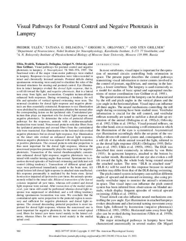 (PDF) Visual Pathways for Postural Control and Negative Phototaxis in ...