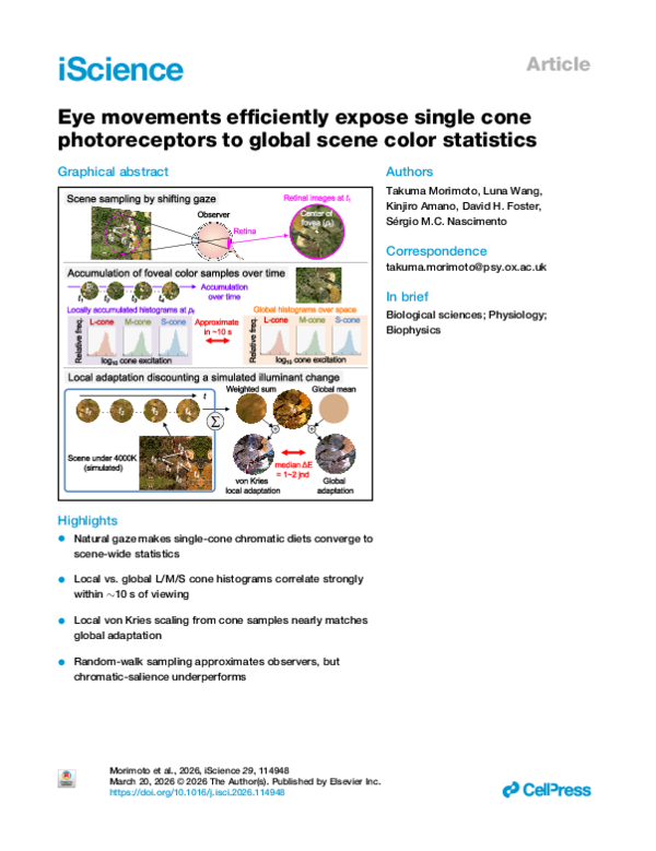 (PDF) Eye movements efficiently expose single cone photoreceptors to ...