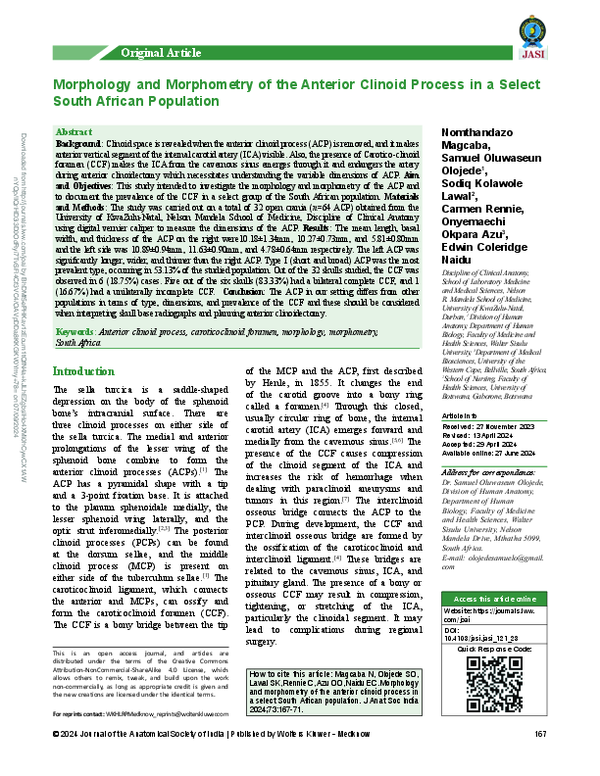 (PDF) Morphology and Morphometry of the Anterior Clinoid Process in a ...