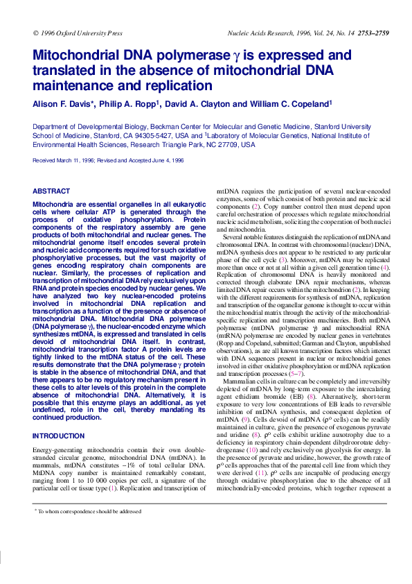(PDF) Mitochondrial DNA Polymerase is Expressed and Translated in the ...