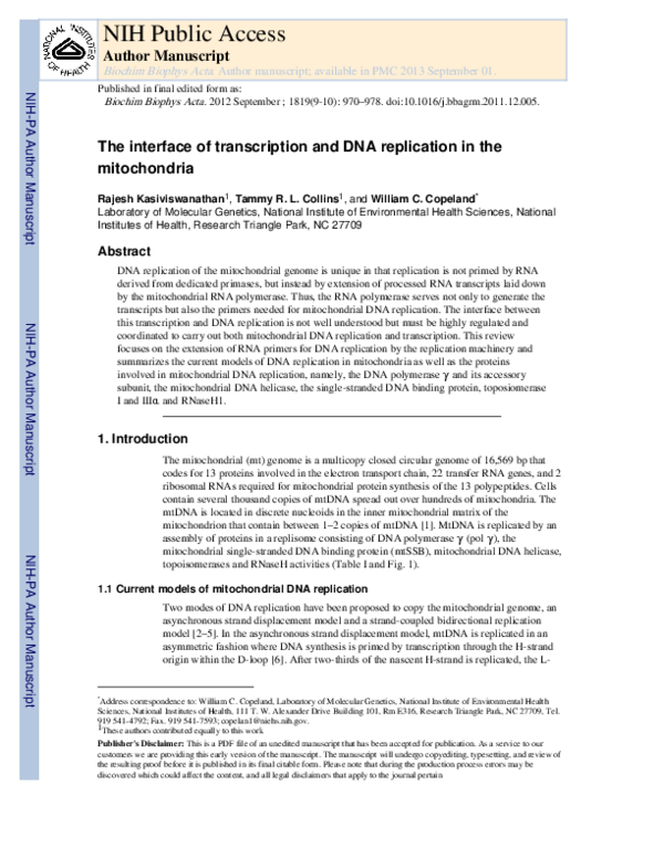 (PDF) The interface of transcription and DNA replication in the ...