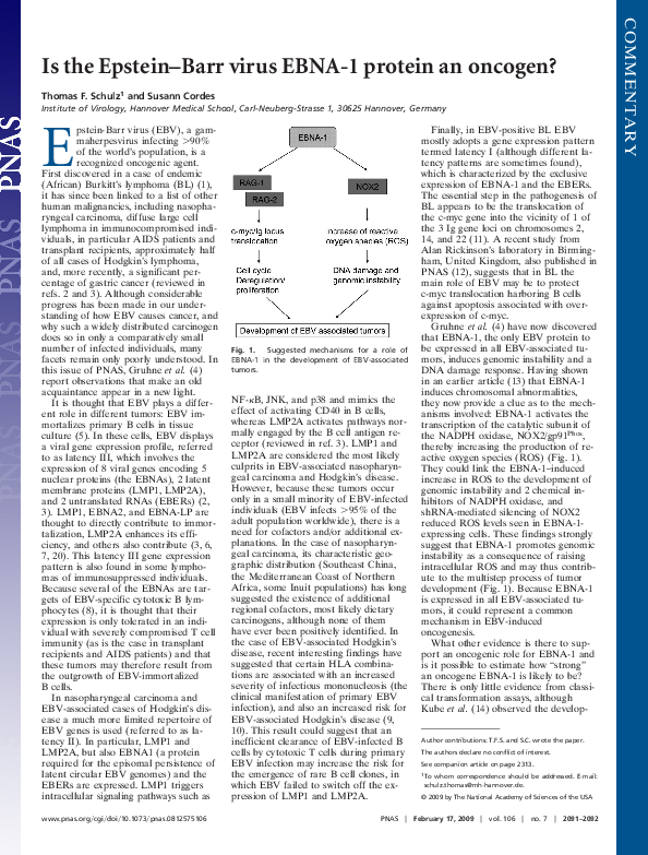 (PDF) Is the Epstein-Barr virus EBNA-1 protein an oncogen?