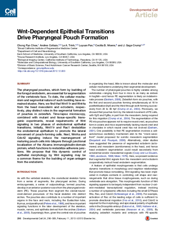 (PDF) Wnt-dependent epithelial transitions drive pharyngeal pouch formation
