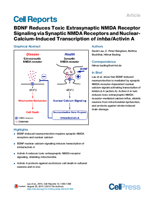 (PDF) BDNF Reduces Toxic Extrasynaptic NMDA Receptor Signaling via ...