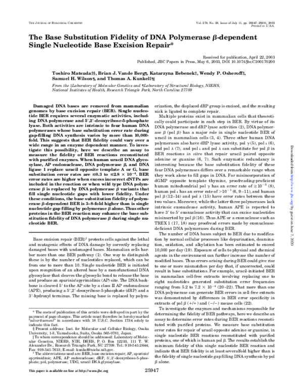 (PDF) The Base Substitution Fidelity of DNA Polymerase β-dependent ...