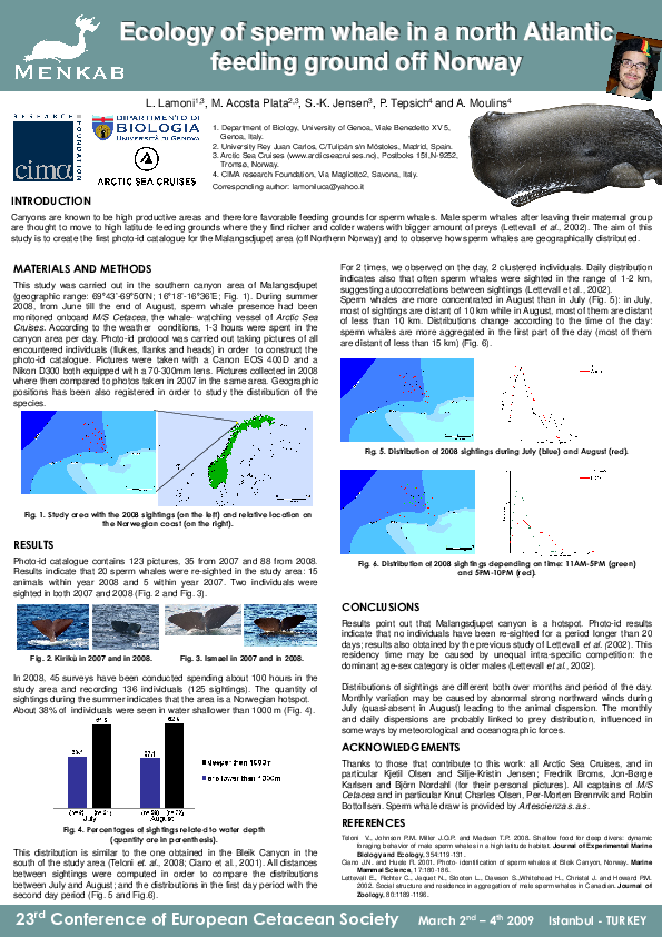 Sperm whale weight image