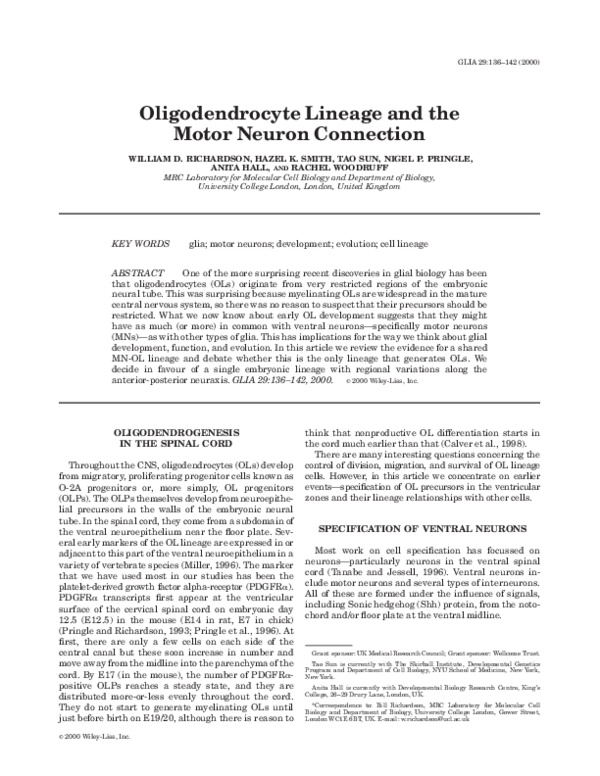 (PDF) Oligodendrocyte lineage and the motor neuron connection
